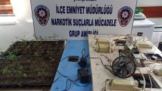 Çarşamba’da Elektronik Düzenekli Kenevir Yetiştiriciliği!