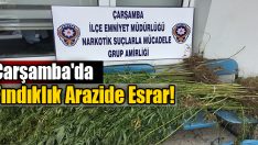 Çarşamba’da Fındıklık Arazide Esrar!