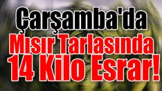 Çarşamba’da Mısır Tarlasında 14 Kilo Esrar!