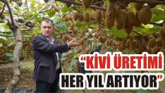 “Kivi Üretimi Her Yıl Artıyor”