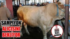 ‘Şampiyon’ Alıcısını Bekliyor