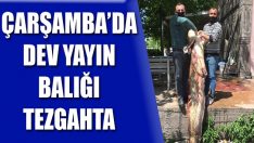 Çarşamba’da Dev Yayın Balığı Tezgahta