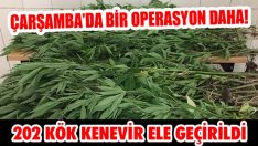 Çarşamba’da 202 Kök Kenevir Ele Geçirildi