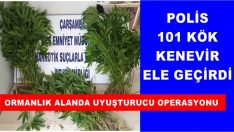 Polis, 101 kök Hint keneviri ele geçirdi