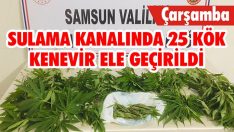 Sulama Kanalında 25 Kök Kenevir Ele Geçirildi