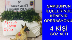 SAMSUN’UN İLÇELERİNDE KENEVİR OPERASYONU. 4 KİŞİ GÖZ ALTI