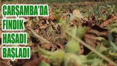Çarşamba’da Fındık Hasadı Başladı