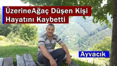 Ayvacık’ta Üzerine Ağaç Düşen Kişi Hayatını Kaybetti