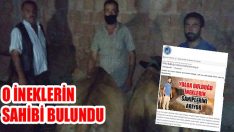 O İneklerin Sahibi Bulundu