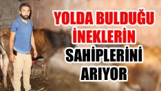 Yolda Bulduğu İneklerin Sahiplerini Arıyor