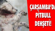Çarşamba’da Pitbull Dehşeti!