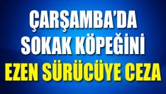 Çarşamba’da Sokak Köpeğini Ezen Sürücüye Ceza