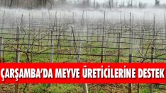 Çarşamba’da Meyve Üreticilerine Destek
