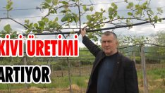Kivi Üretimi Artıyor
