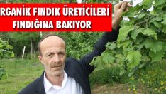 Organik Fındık Üreticileri Fındığına Bakıyor