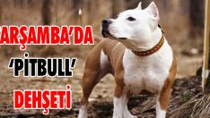 Çarşamba’da ‘Pitbull’ Dehşeti