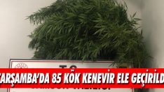 Çarşamba’da 85 Kök Kenevir Ele Geçirildi