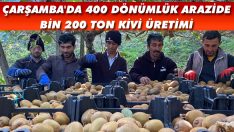 Çarşamba’da 400 Dönümlük Arazide Bin 200 Ton Kivi Üretimi