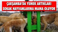 Çarşamba’da Yemek Artıkları Sokak Hayvanlarına Mama Oluyor
