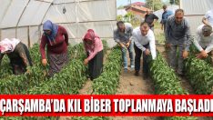 Çarşamba’da Kıl Biber Toplanmaya Başladı