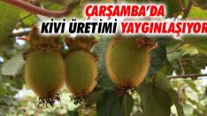 Çarşamba’da Kivi Üretimi Yaygınlaşıyor