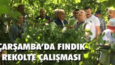 Çarşamba’da Fındık Rekolte Çalışması