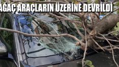 Ağaç Araçların Üzerine Devrildi