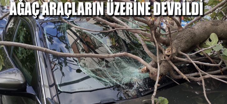 Ağaç Araçların Üzerine Devrildi