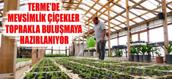 Terme’de Mevsimlik Çiçekler Toprakla Buluşmaya Hazırlanıyor