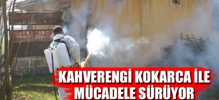 Kahverengi Kokarca İle Mücadele Sürüyor