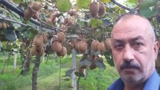 Çarşambada Kivi Hasadı Başlıyor