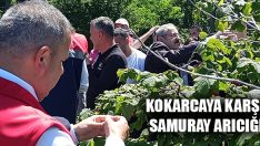 Kokarcaya Karşı Samuray Arıcığı