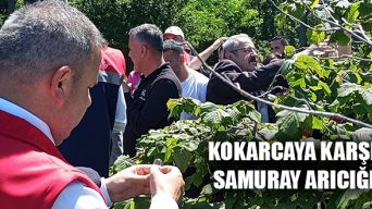 Kokarcaya Karşı Samuray Arıcığı
