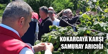 Kokarcaya Karşı Samuray Arıcığı