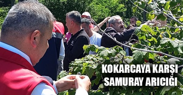 Kokarcaya Karşı Samuray Arıcığı