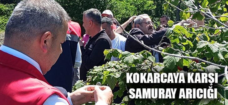 Kokarcaya Karşı Samuray Arıcığı