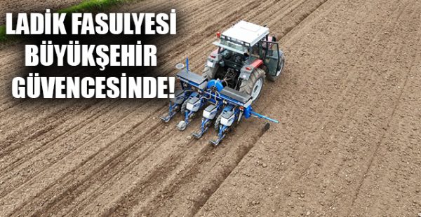 Ladik Fasulyesi Büyükşehir Güvencesinde!