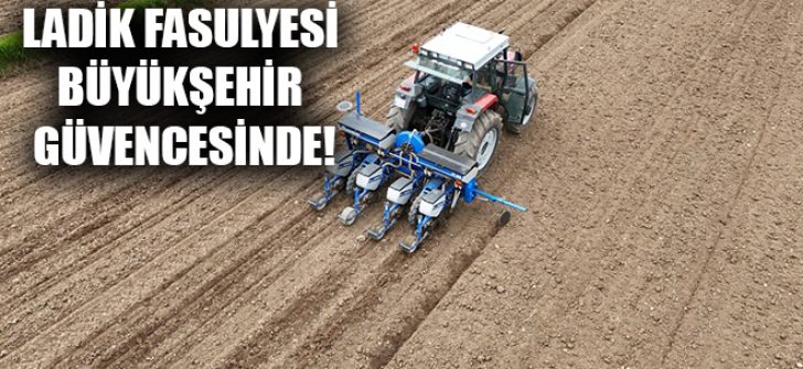 Ladik Fasulyesi Büyükşehir Güvencesinde!