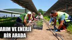 Tarım ve Enerji Bir Arada