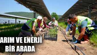 Tarım ve Enerji Bir Arada