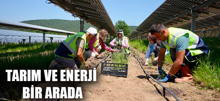 Tarım ve Enerji Bir Arada