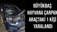 Büyükbaş Hayvana Çarpan Araçtaki 1 Kişi Yaralandı