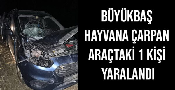 Büyükbaş Hayvana Çarpan Araçtaki 1 Kişi Yaralandı