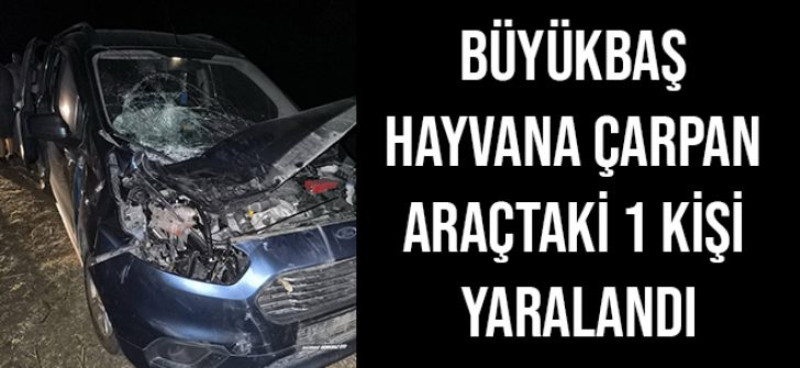 Büyükbaş Hayvana Çarpan Araçtaki 1 Kişi Yaralandı