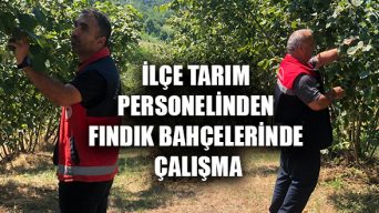 İlçe Tarım Personelinden Fındık Bahçelerinde Çalışma