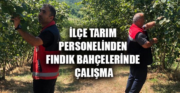 İlçe Tarım Personelinden Fındık Bahçelerinde Çalışma