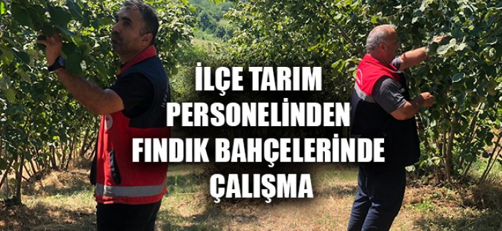 İlçe Tarım Personelinden Fındık Bahçelerinde Çalışma