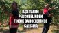 İlçe Tarım Personelinden Fındık Bahçelerinde Çalışma