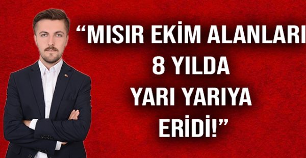 “Mısır Ekim Alanları 8 Yılda Yarı Yarıya Eridi!”