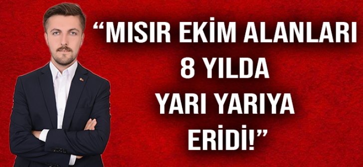 “Mısır Ekim Alanları 8 Yılda Yarı Yarıya Eridi!”